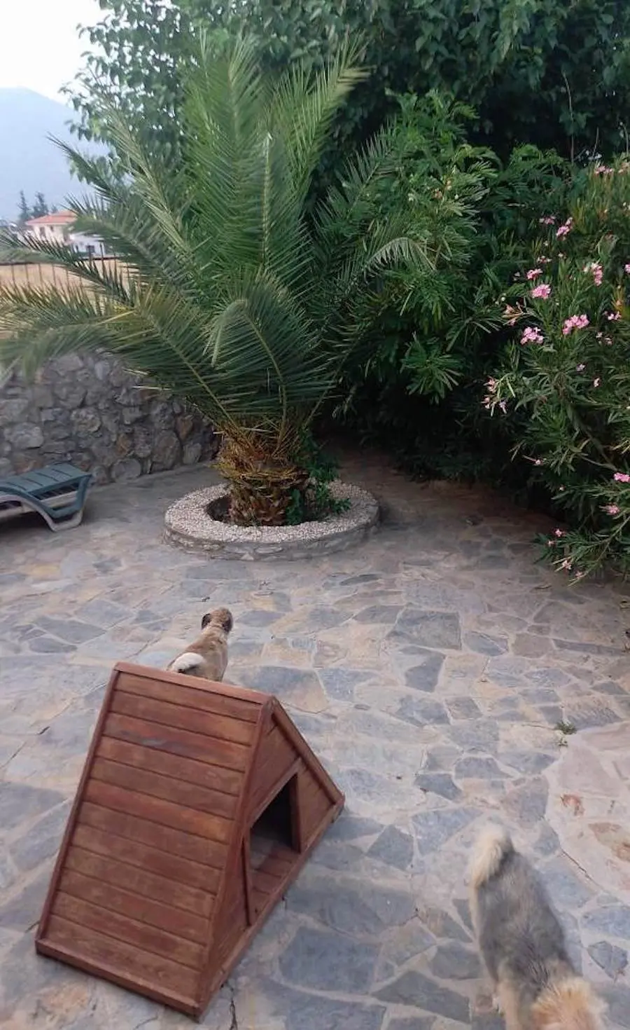 Garden area